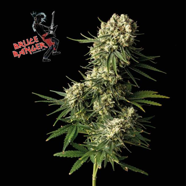 Bruce Banger - Seedsman