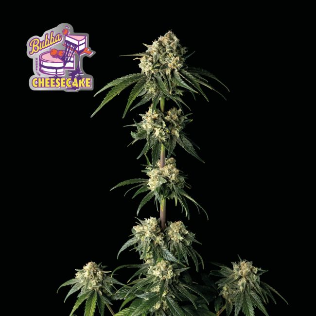 "Slighly pulled back shot of a dense, resinous light green and dark green cannabis top branch with few visible pistils, covered in a glistening layer of trichomes. The top is showcased against a plant background, highlighting its intricate details and frosty appearance, typical of high-quality cannabis strains found on Strain Envy. A Fast Buds graphic of some cheesecake is in the upper left coner.