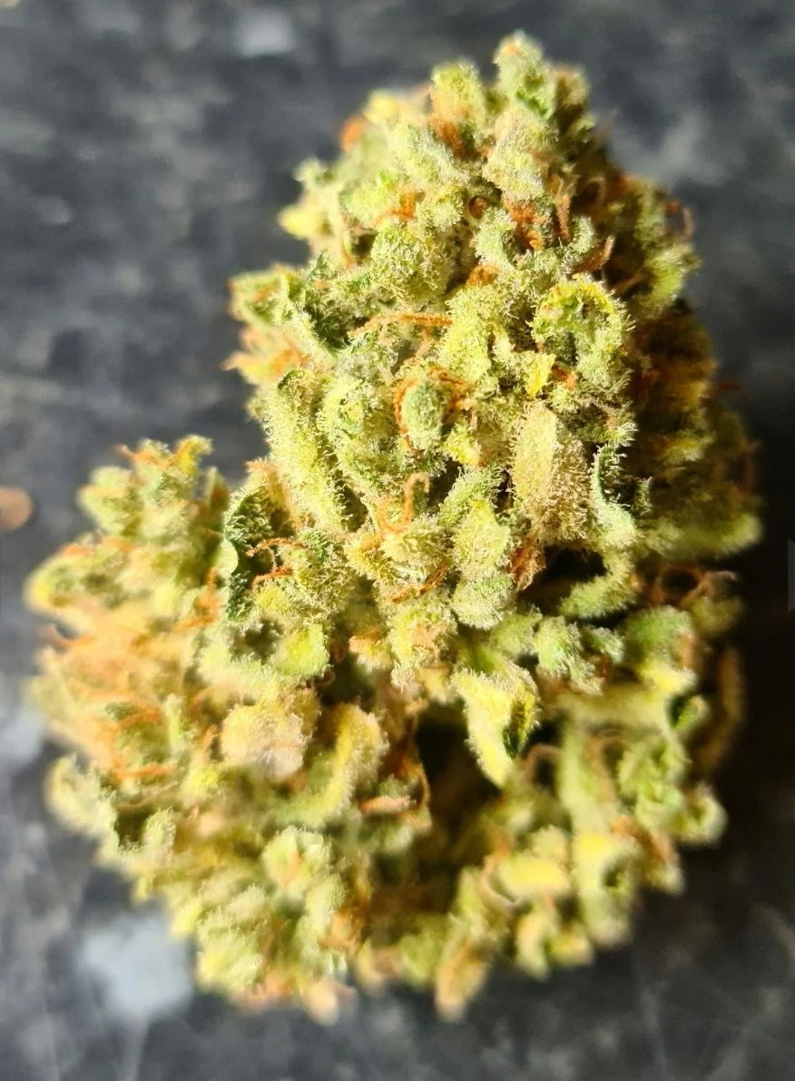 Bubblegum Auto - Fast Buds