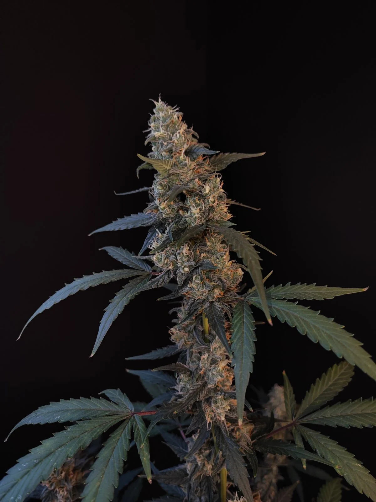 Bubblegum Auto - Fast Buds