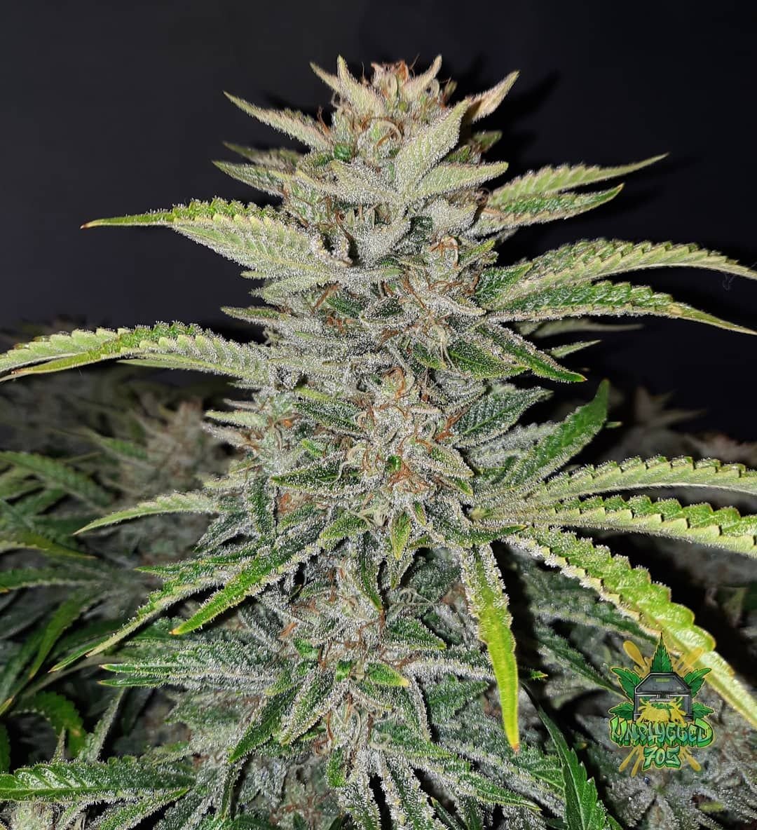 Bubblegum Auto - Fast Buds