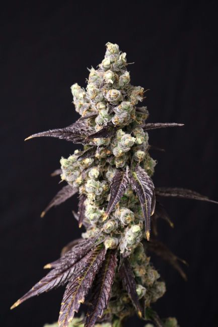 Close-up of a cannabis plant with dark background