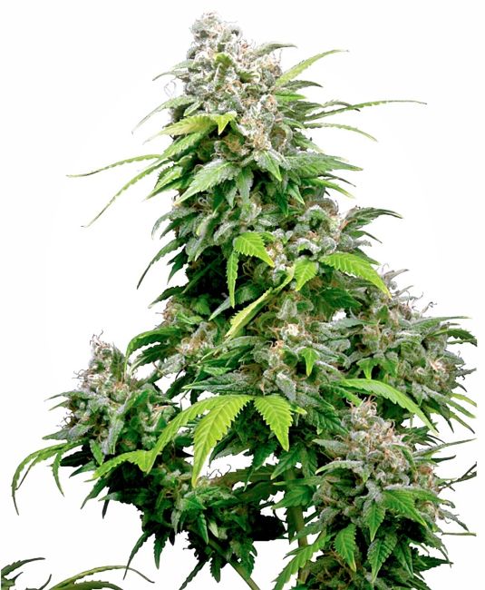 Grown cannabis plant with dense buds on a white background