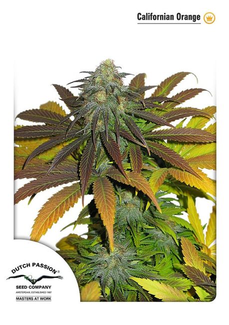 Mature cannabis plant with green and brown leaves, featuring the Dutch Passion logo.