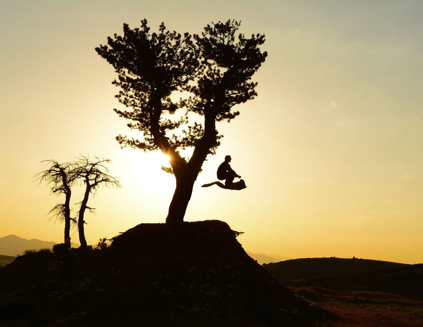 Flying Carpet - Breedlove Genetics