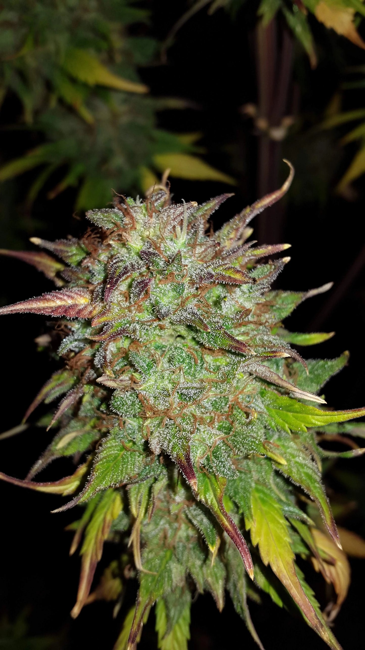 Cheese Auto - Fast Buds