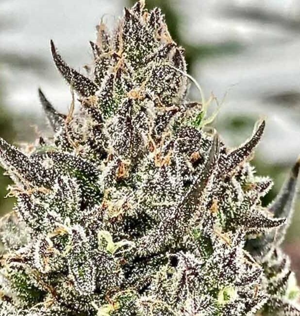 Close-up of a heavily trichome-covered cannabis bud with dark green to brownish-purple tones and white frosty crystals, photographed in a natural outdoor setting with a blurred background.