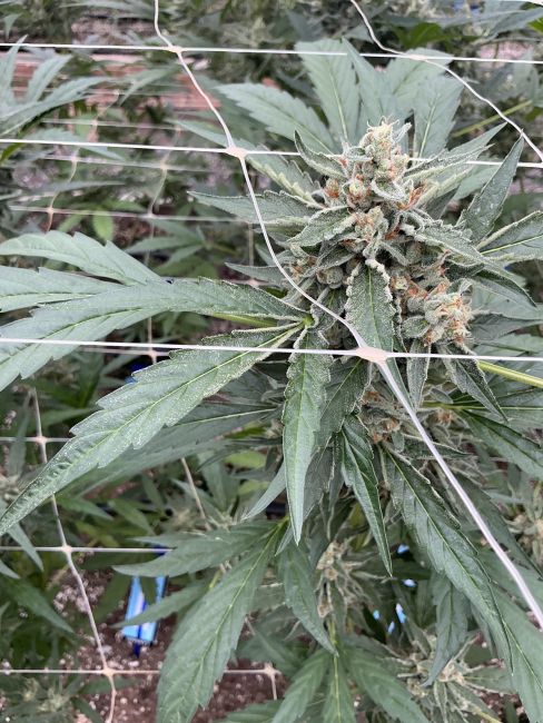 Cannabis plant with green leaves and small buds growing outdoors.