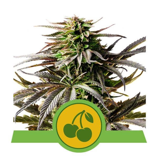 Cannabis plant with a green and yellow logo featuring cherries on a white background