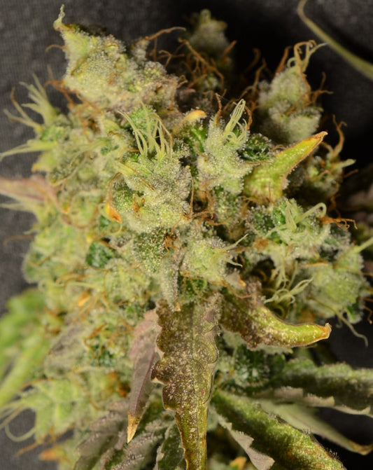 Chocolate Grape Cake - Breedlove Genetics