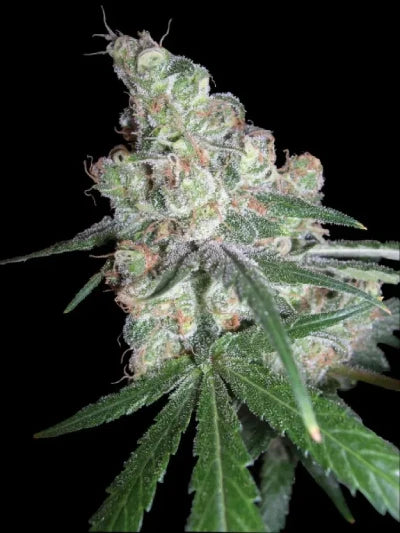 Close-up of a cannabis plant with a black background