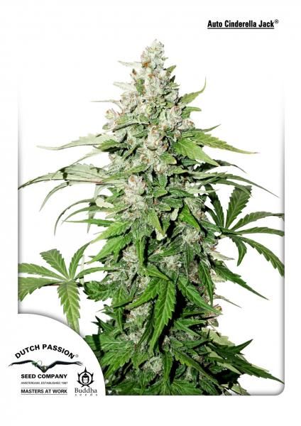 Mature cannabis plant with visible buds on a white background, featuring the Dutch Passion logo.