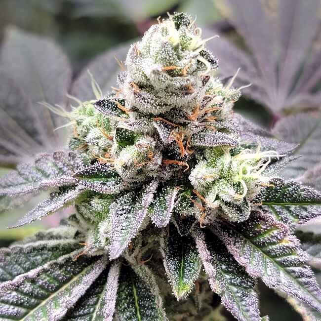 Coco-Nutty - Elev8 Seeds
