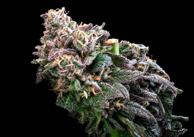 A close-up of a dried cannabis flower bud with trichomes, showing green, purple, and orange hues against a solid black background.
