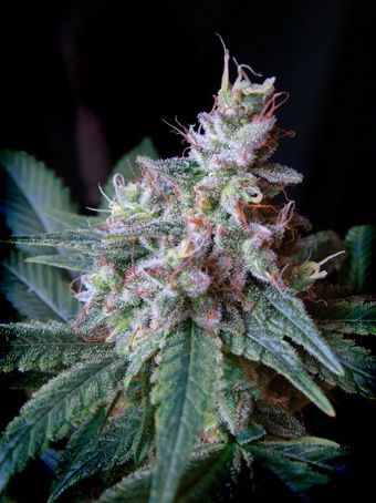 Cream Caramel F1 Fast - Sweet Seeds
