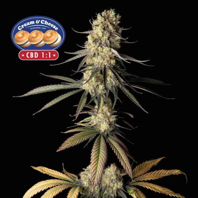 Mature cannabis plant with visible buds on a black background, featuring the Cream & Cheese logo.