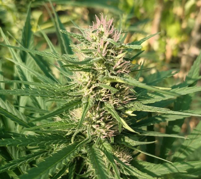 Cannabis plant with green leaves and purple buds in a natural setting