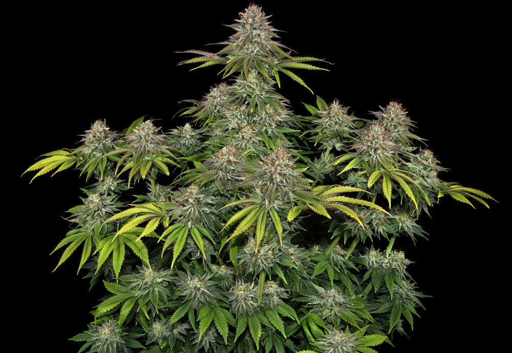 Critical Kush - Barney's Farm