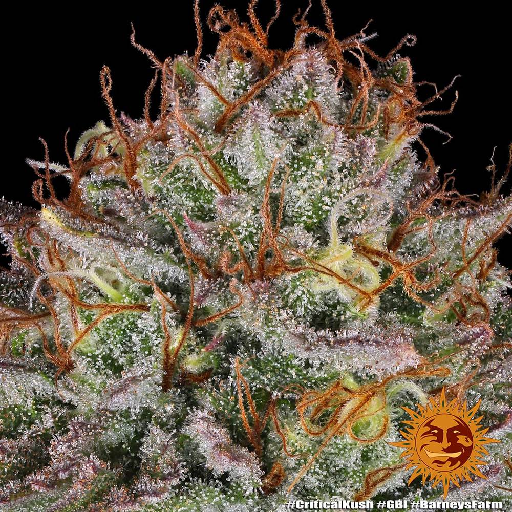 Critical Kush - Barney's Farm