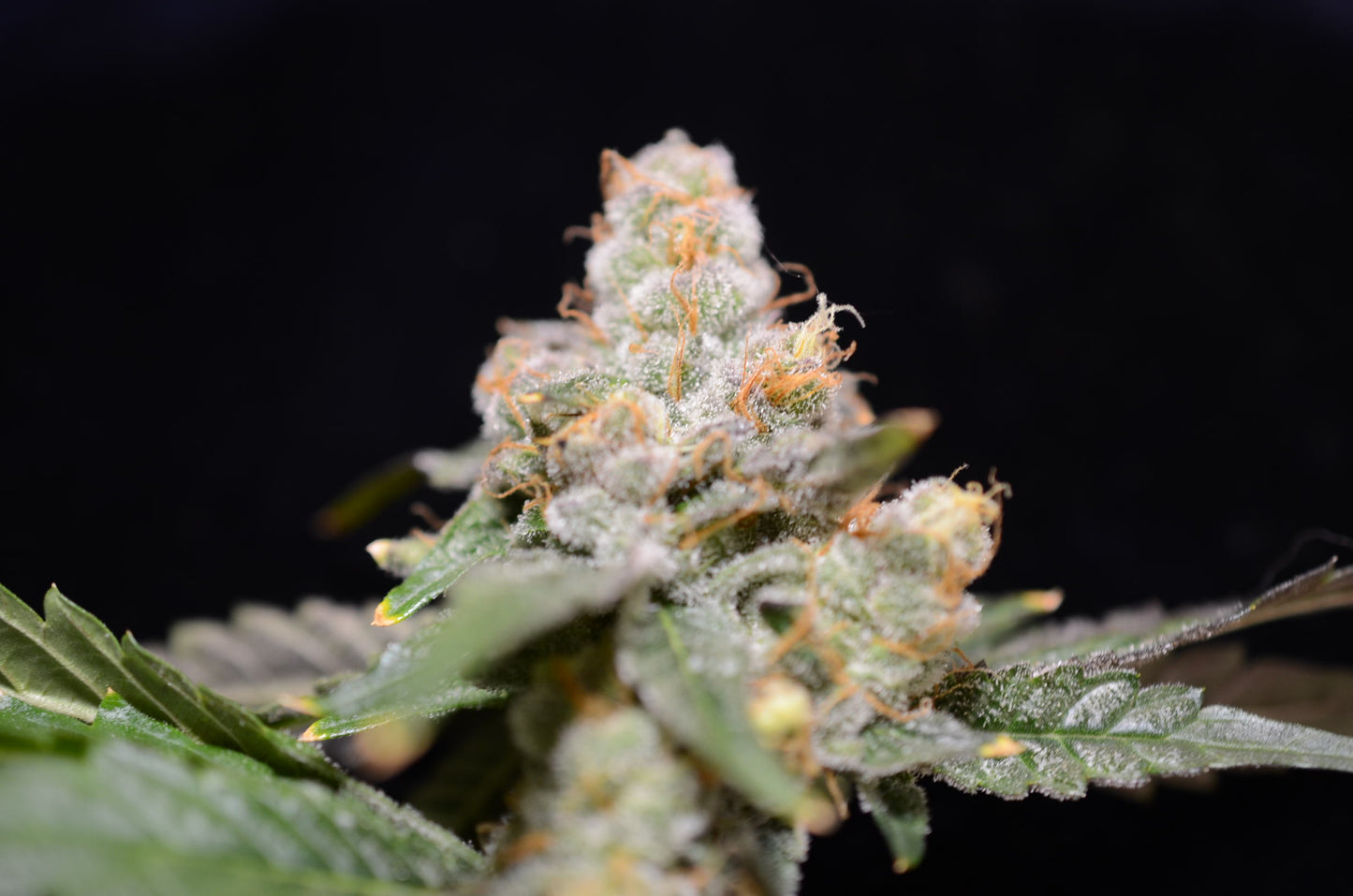 Freska - Breedlove Genetics