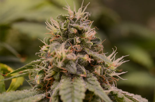 Close-up of a dense, resinous cannabis bud with vibrant dark green leaves and orange pistils, covered in a glistening layer of trichomes. The bud is showcased against a plant background, highlighting its intricate details and frosty appearance, typical of high-quality cannabis strains.