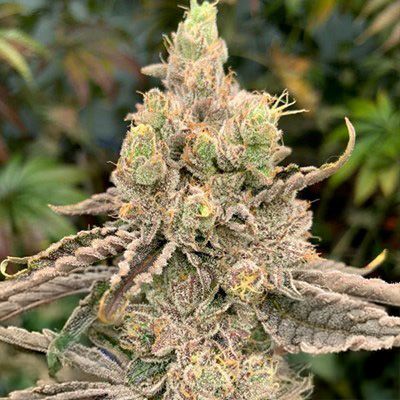 Deluxe Sugarcane - In House Genetics