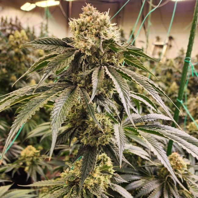 Dirty Banana Gen 1 Fast - Ethos Genetics