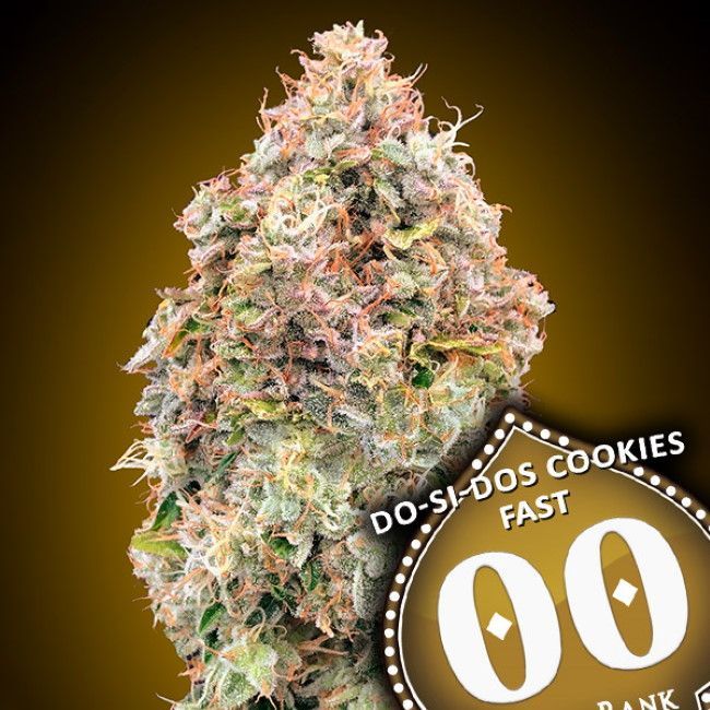 Do-Si-Dos Cookies Fast - OO Seeds