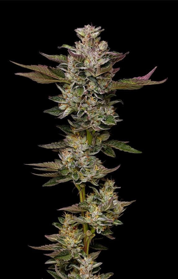 Donutz - Humboldt Seed Co.