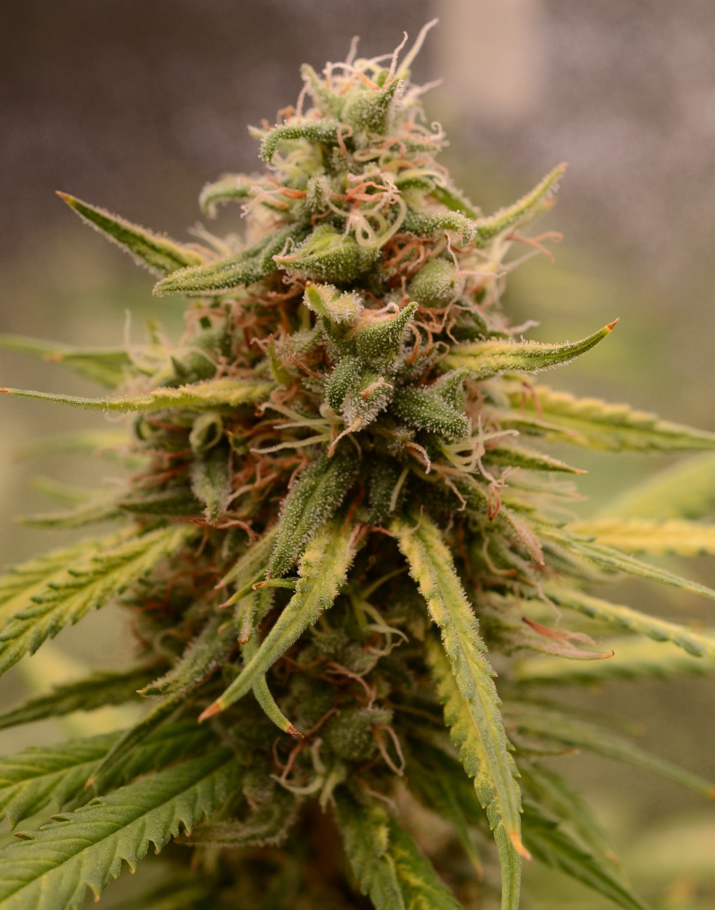"Close up shot of a dense, resinous light green cannabis bud with white pistils, covered in a glistening layer of trichomes. The bud is showcased against a blurred plant background, highlighting its intricate details and frosty appearance, typical of high-quality cannabis strains found on Strain Envy.