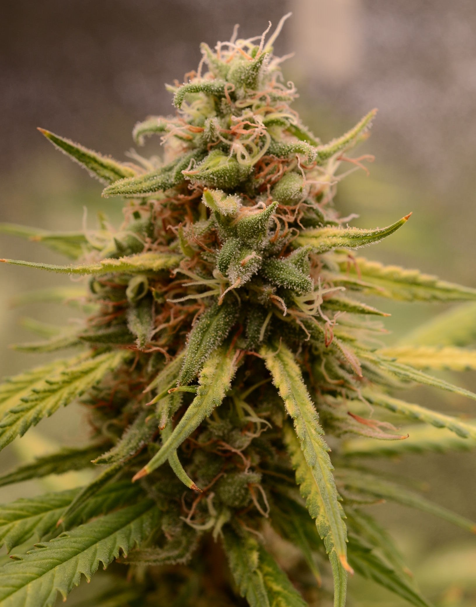 "Close up shot of a dense, resinous light green cannabis bud with white pistils, covered in a glistening layer of trichomes. The bud is showcased against a blurred plant background, highlighting its intricate details and frosty appearance, typical of high-quality cannabis strains found on Strain Envy.