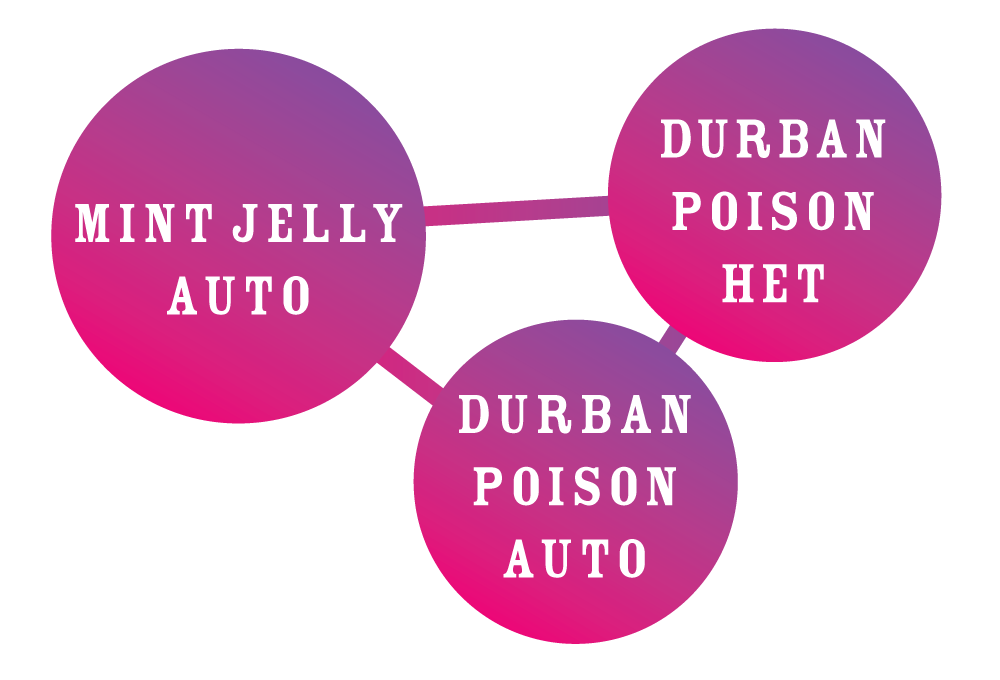 Three pink circles with white text on a white background
