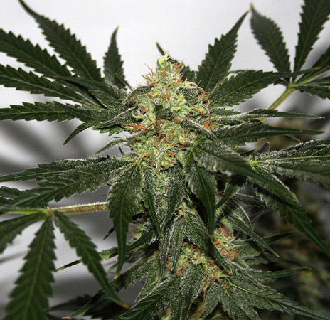 Close up of a frosty green bud with dark green leaves.