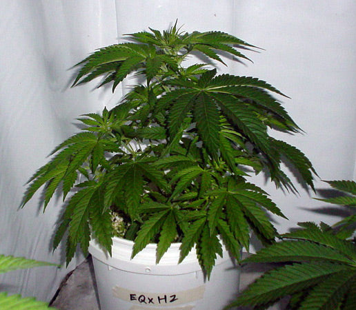 Shot of a small plant about 3 weeks into veg.