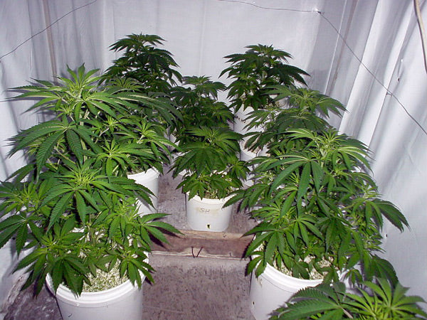 Shot of about 12 plants potted in white pots inside of a metal shed.