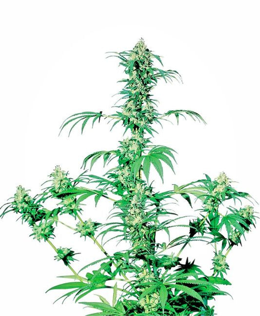 Green cannabis plant on a white background