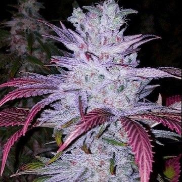 Early Lemon Berry RBX - Ethos Genetics