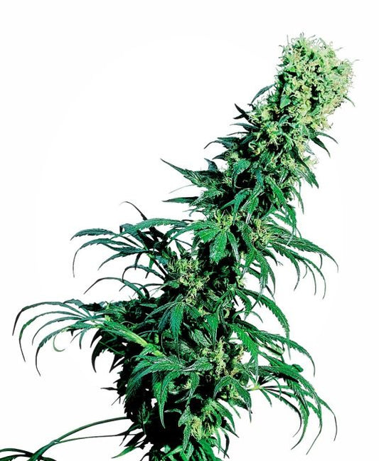 Green cannabis plant with a white background