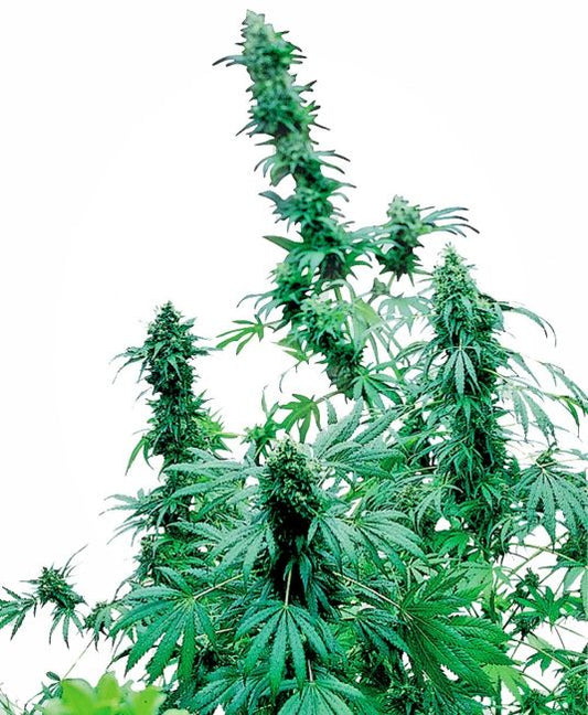 Close-up of a cannabis plant with green leaves on a white background