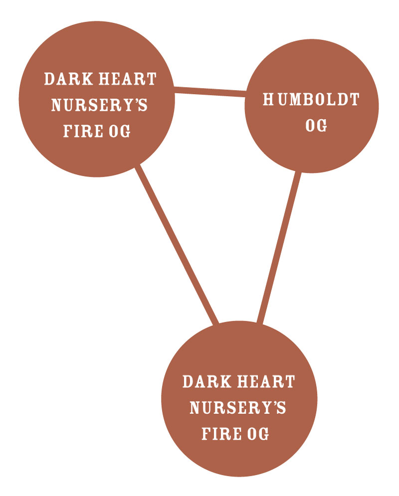 Diagram showing the genetic relationship between 'Dark Heart Nursery's Fire OG' and 'Humboldt OG'.