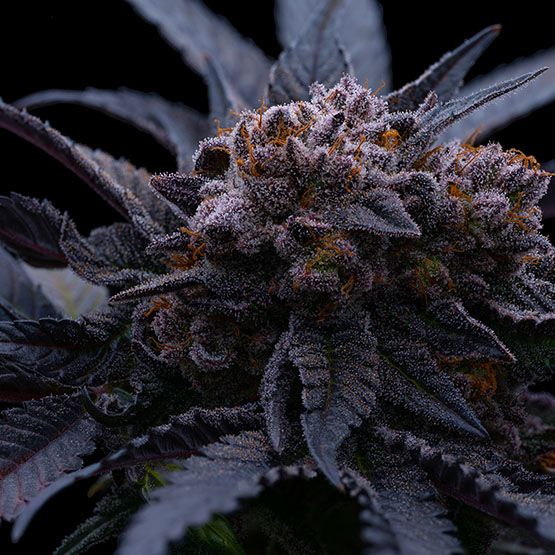 End Game RBX The Punch Line - Ethos Genetics