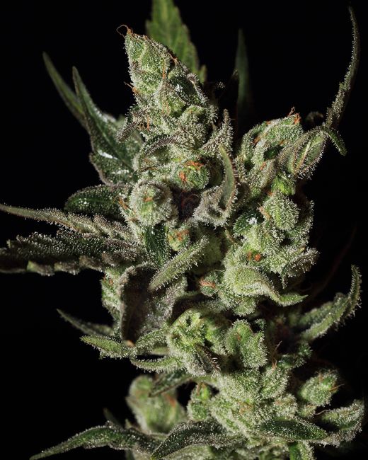 Close-up of a cannabis plant with dark background