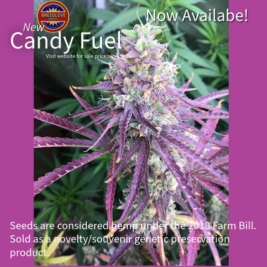 Purple cannabis plant with promotional text on a purple background