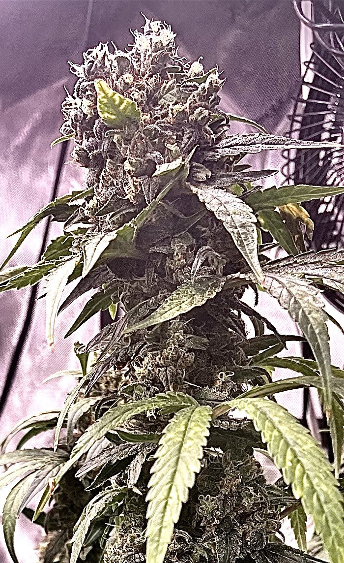Flying Carpet - Breedlove Genetics
