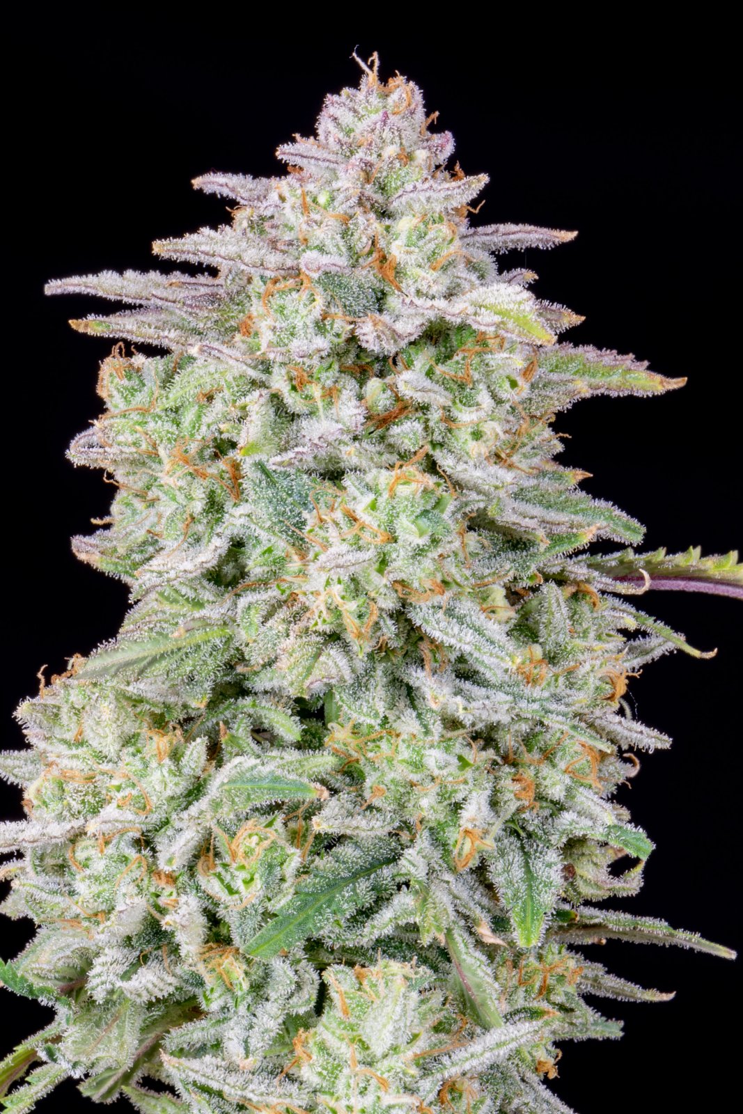 Forbidden Runtz Auto - Fast Buds