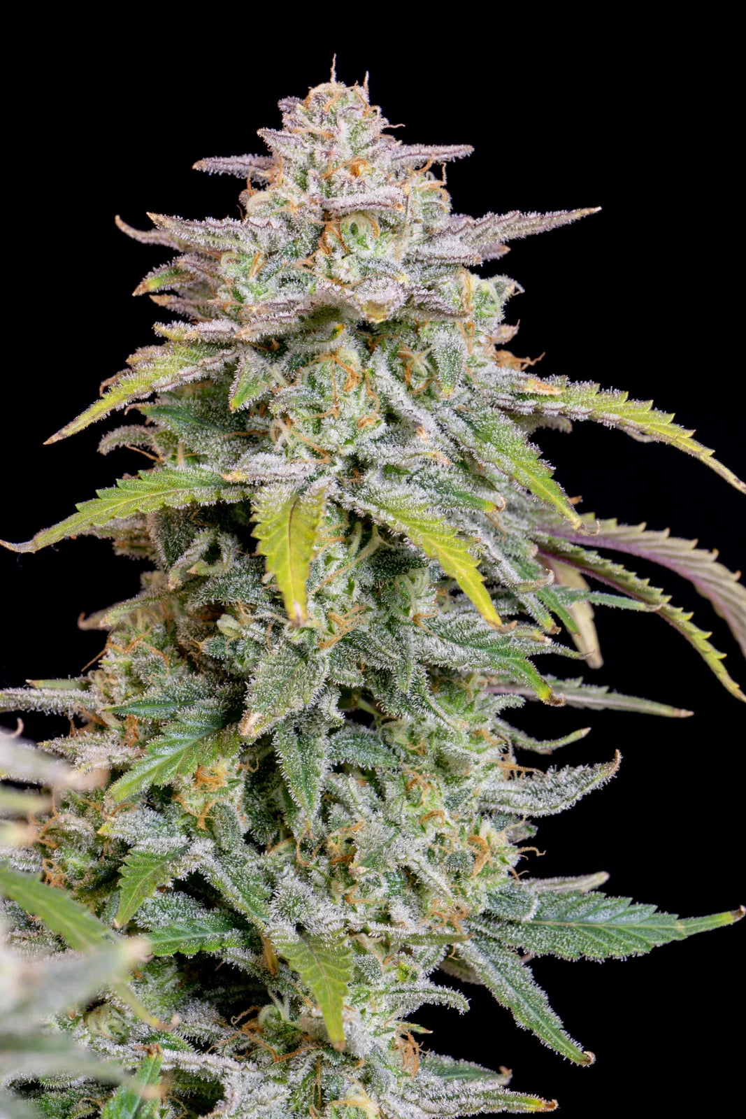Forbidden Runtz Auto - Fast Buds