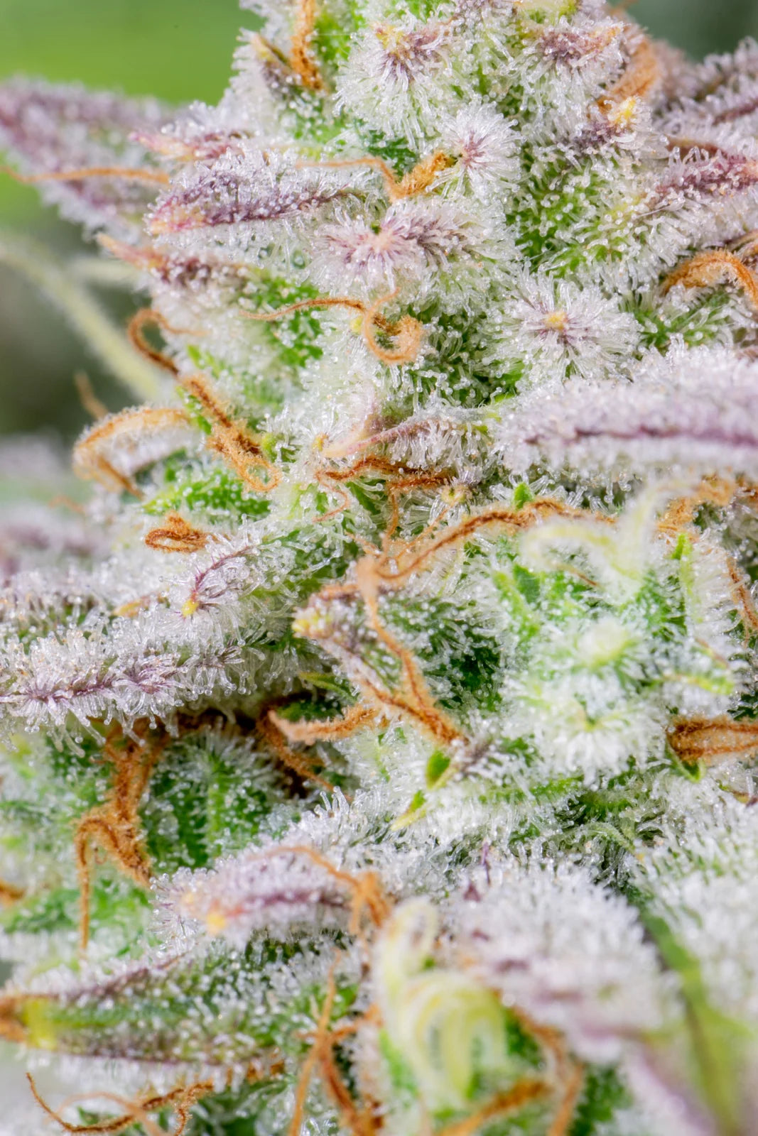 Forbidden Runtz Auto - Fast Buds