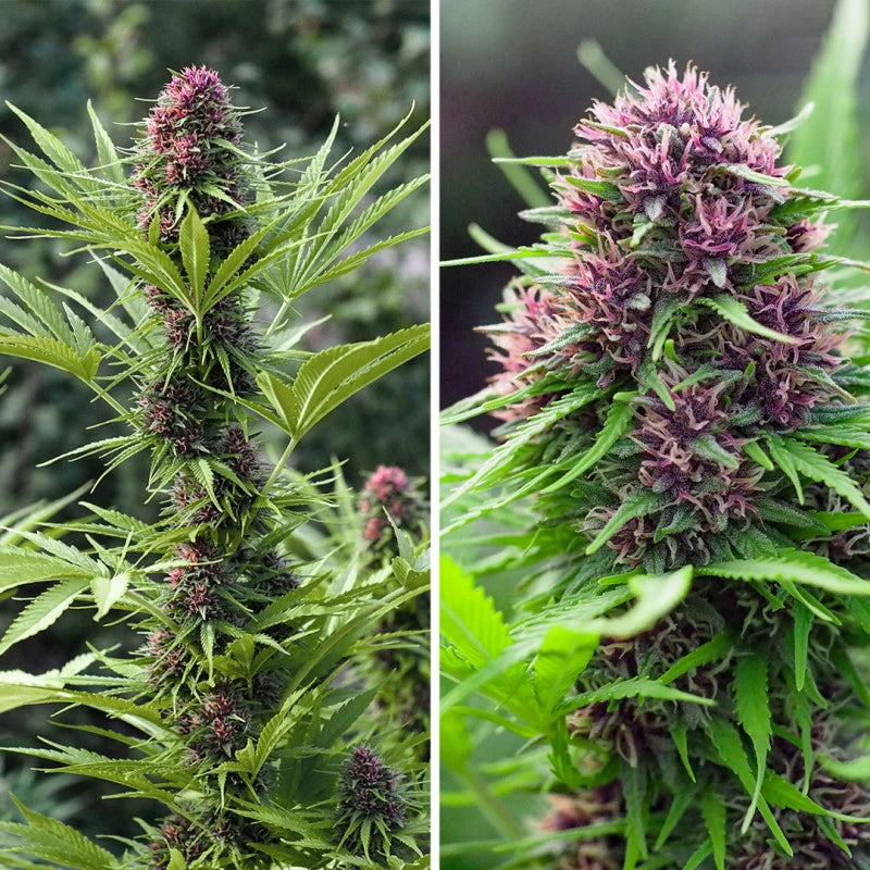 Two images of a cannabis plant, one showing early stages of flowering and the other showing a more mature plant.