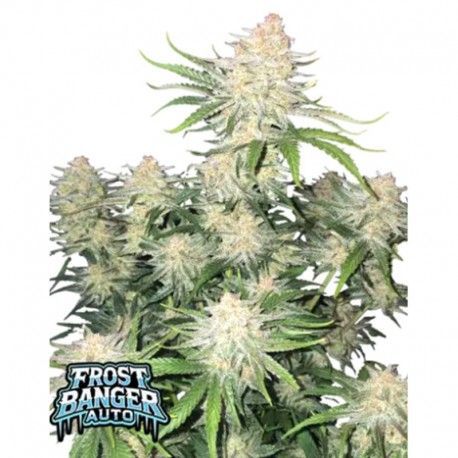 Cannabis plant with Frost Banger branding on a white background
