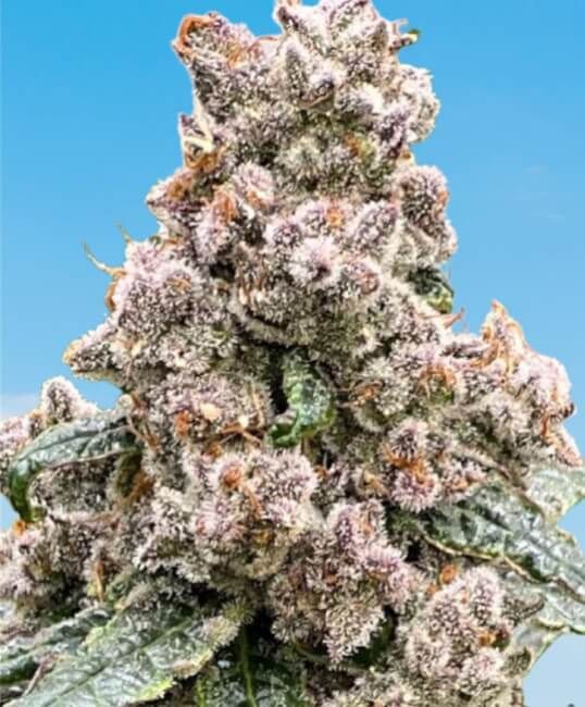 Frosted Raspberries S1 - Mosca Seeds